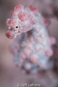 Spotted this little pygmy seahorse at 25 meters on a seaf... by Jeff Lafrenz 
